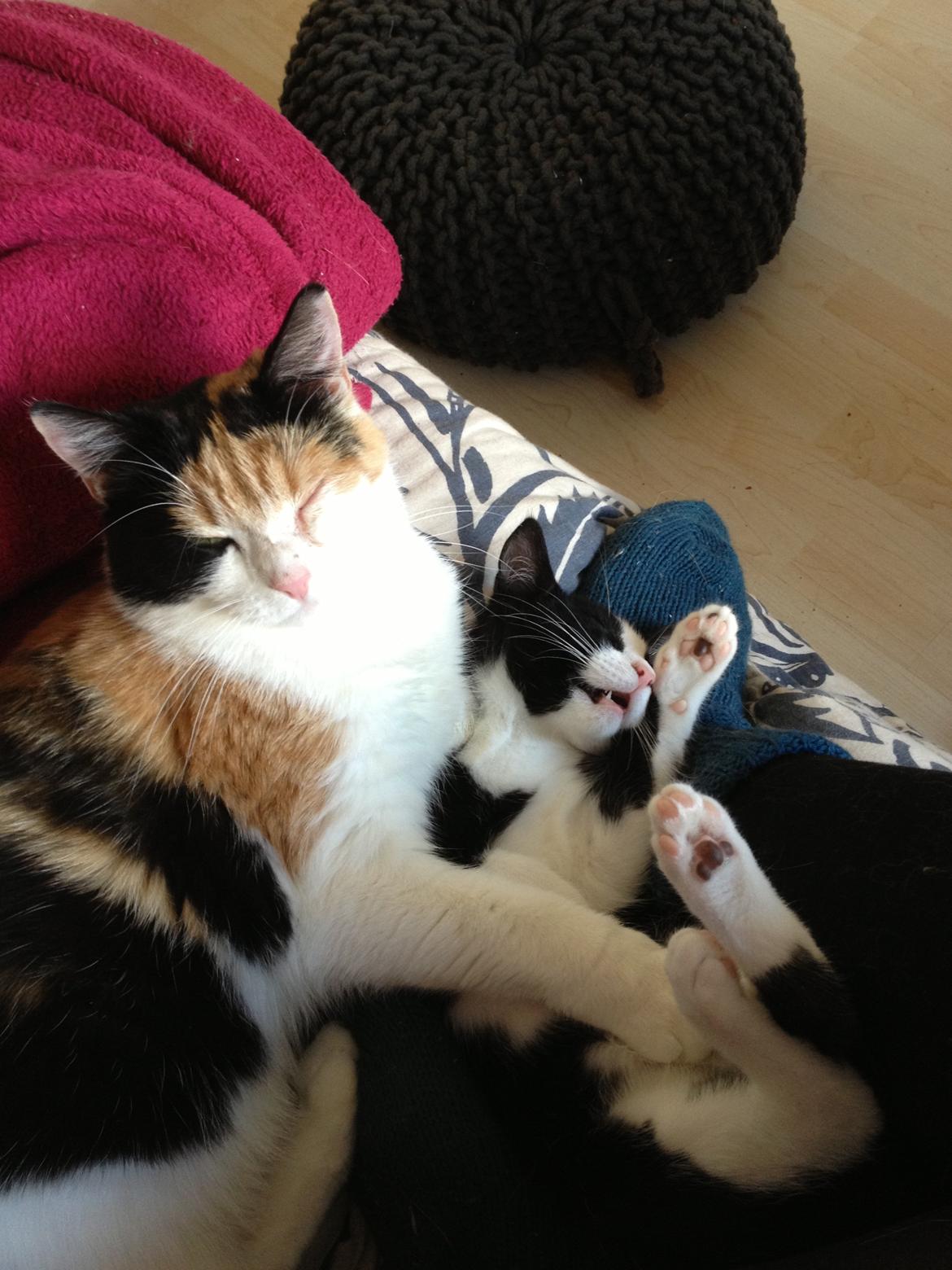 Huskat Hr. Anton billede 13