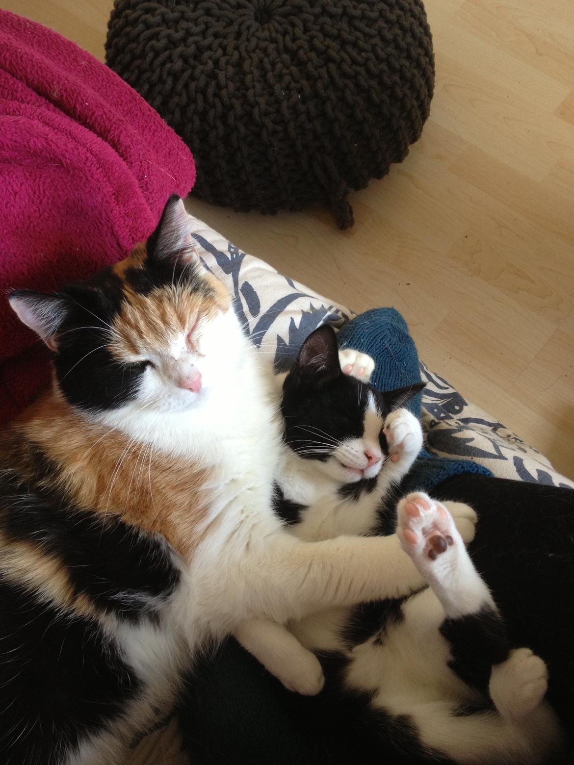 Huskat Hr. Anton billede 14