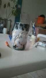 Huskat Nelson von Bøllemis billede 1