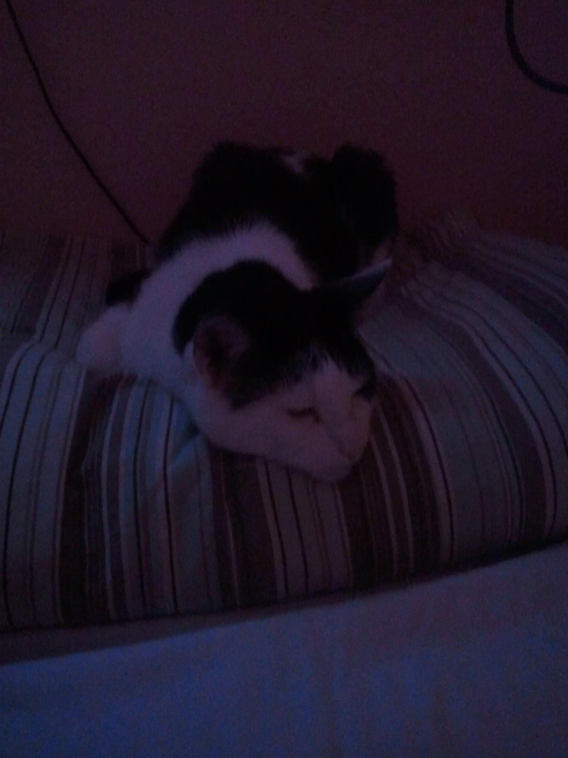 Huskat Nelson von Bøllemis billede 2