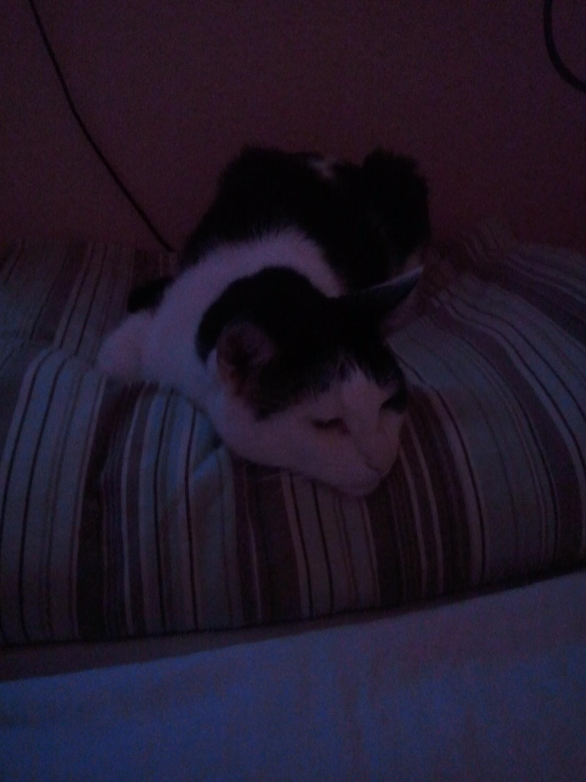 Huskat Nelson von Bøllemis billede 3