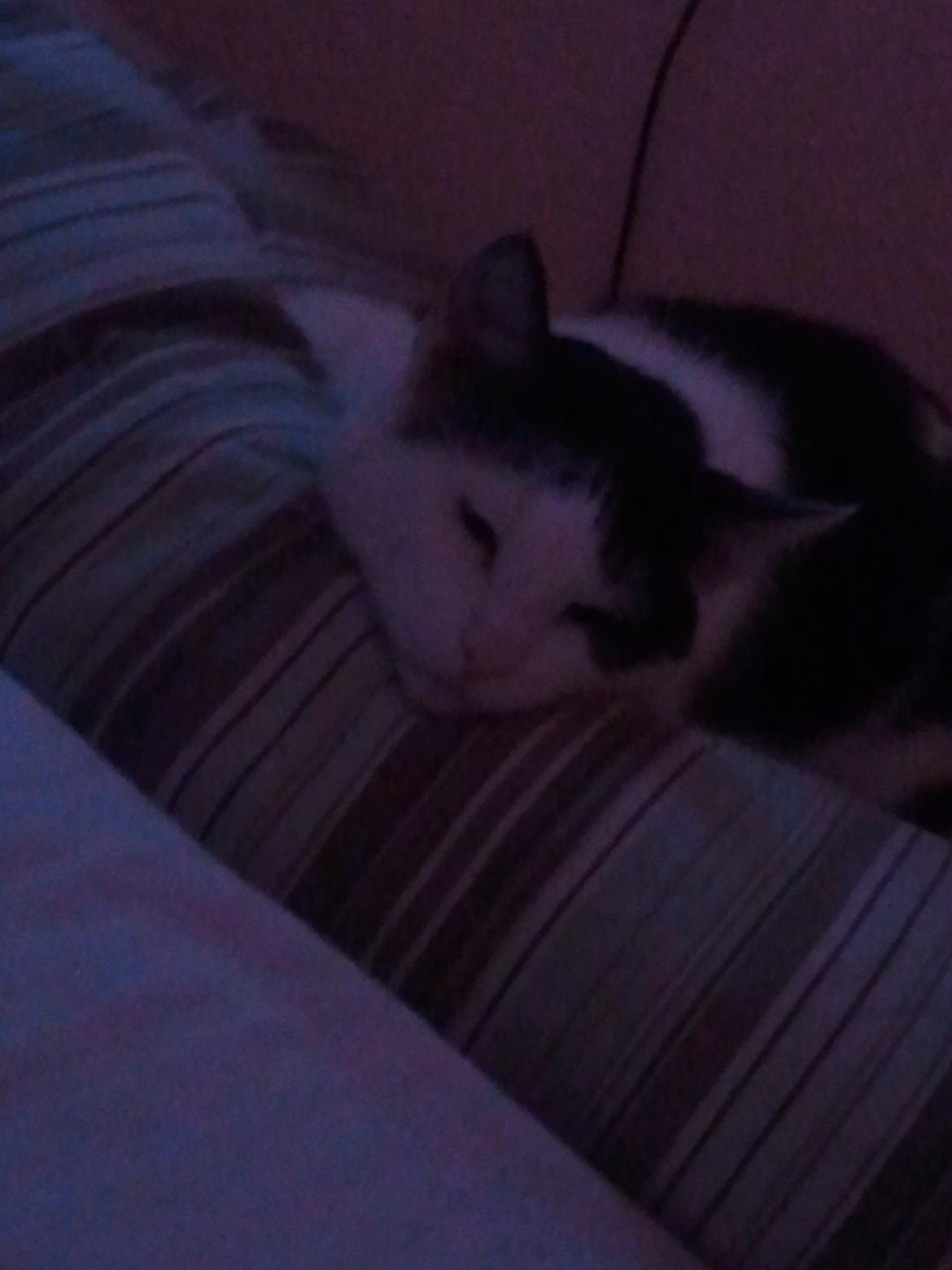 Huskat Nelson von Bøllemis billede 4