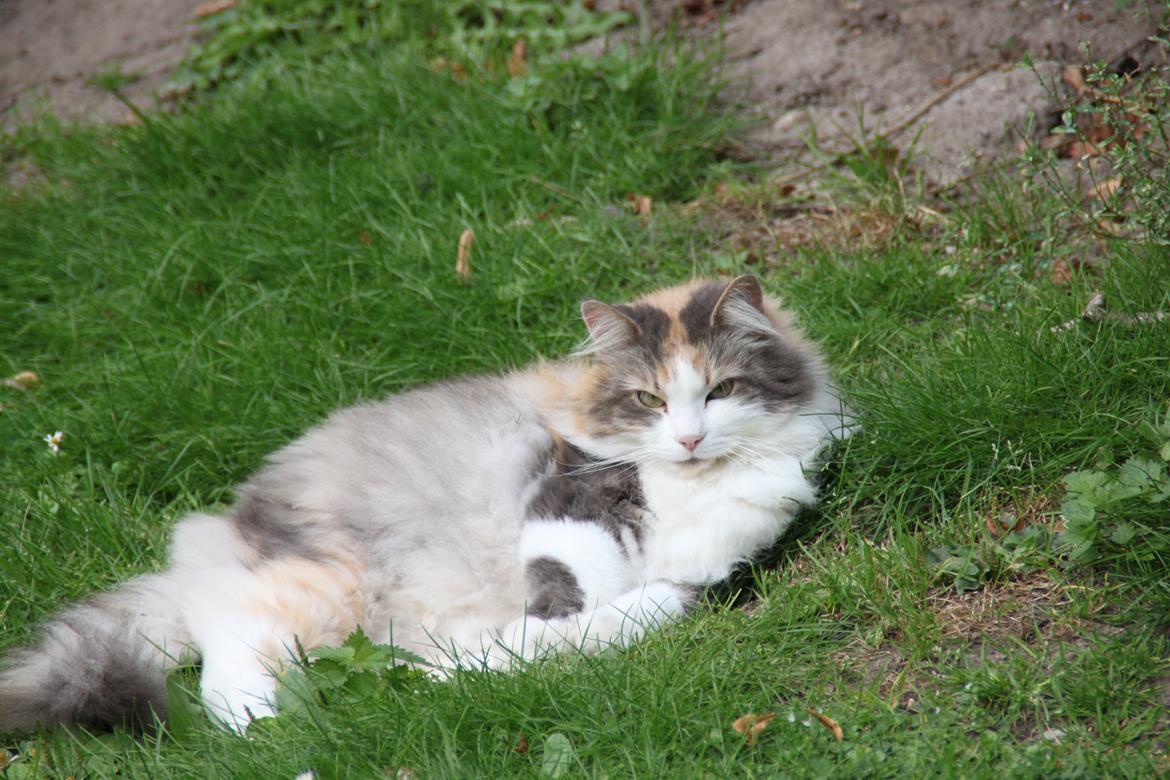 Sibirisk Kat Gumse billede 7