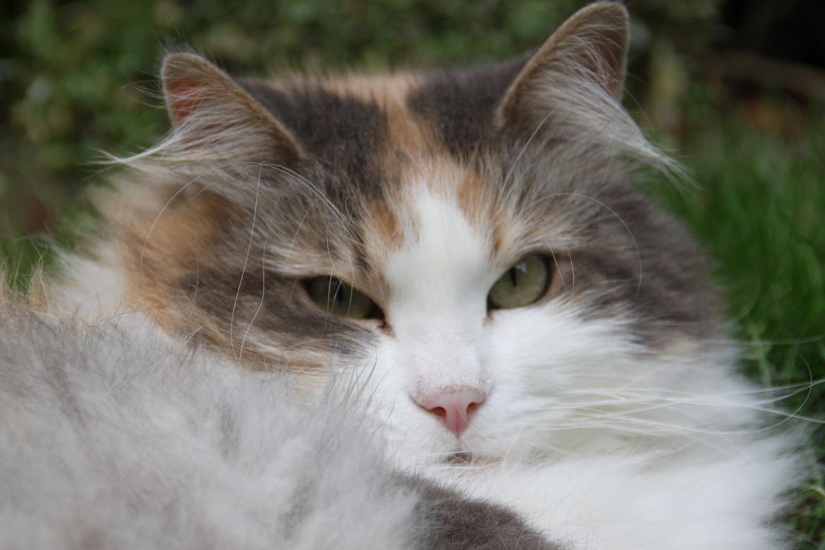 Sibirisk Kat Gumse billede 8