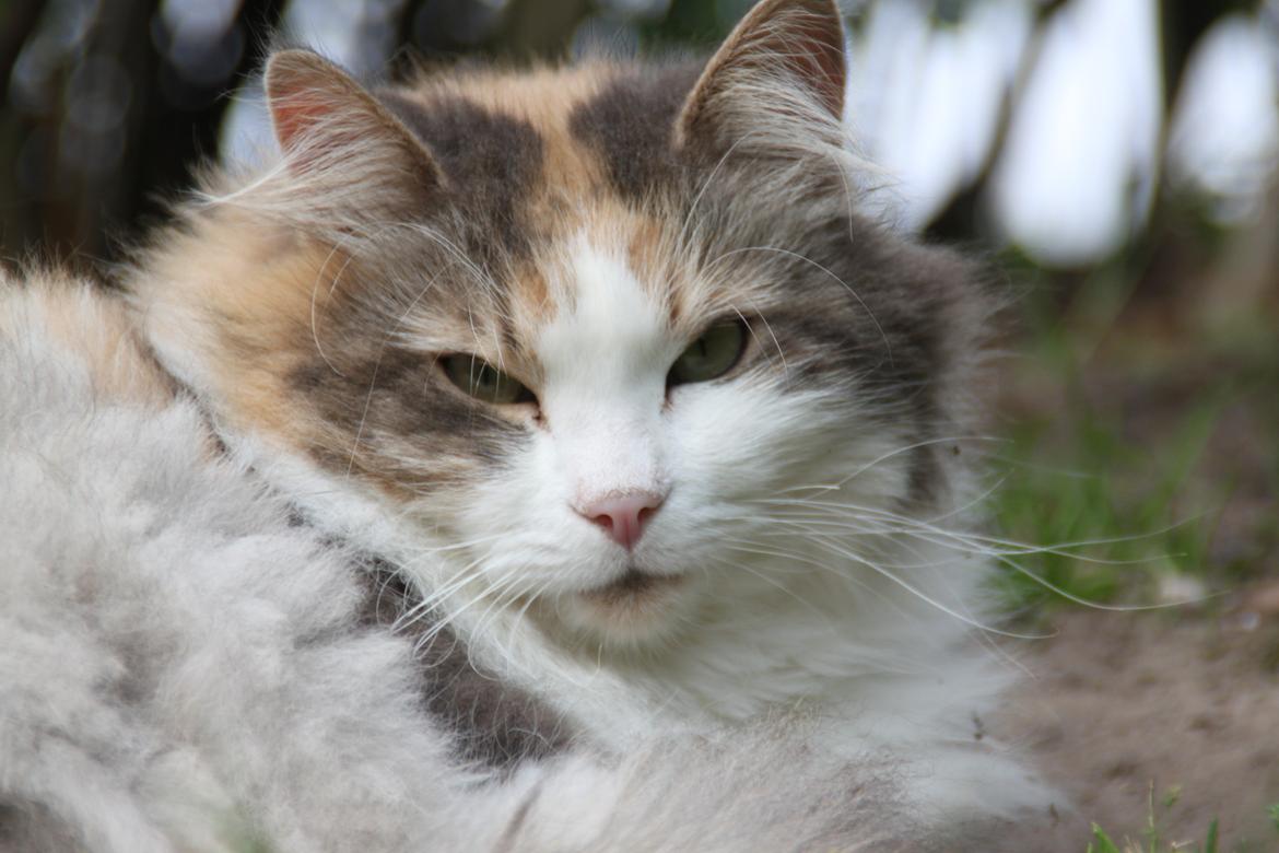 Sibirisk Kat Gumse billede 9