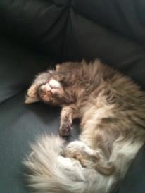 Maine Coon Smukke - Putter billede 11