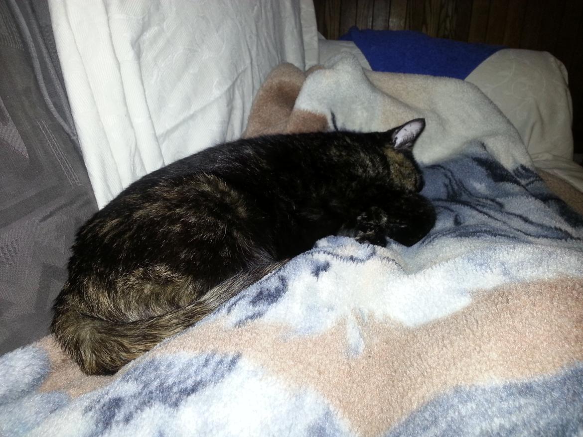 Huskat Hexia de trix billede 5