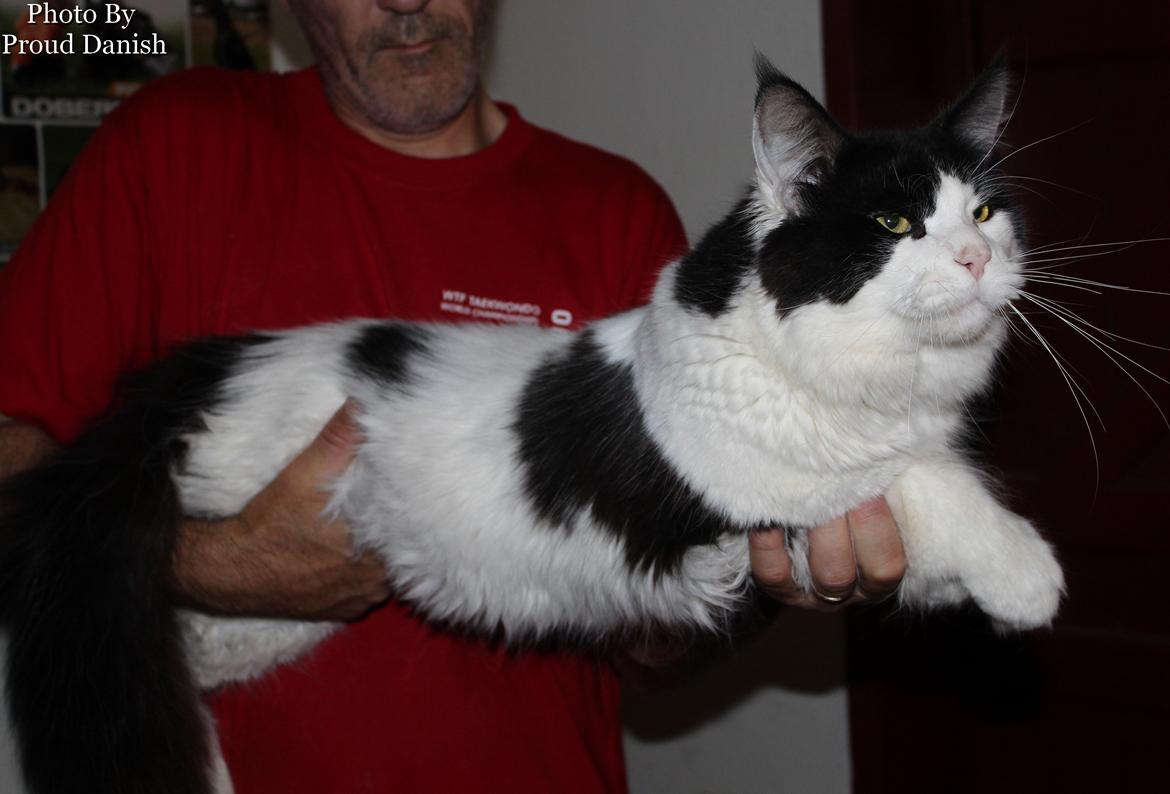 Maine Coon DK Proud Danish Sir Henry Morgan PP billede 15