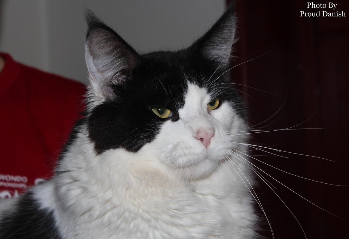 Maine Coon DK Proud Danish Sir Henry Morgan PP billede 16