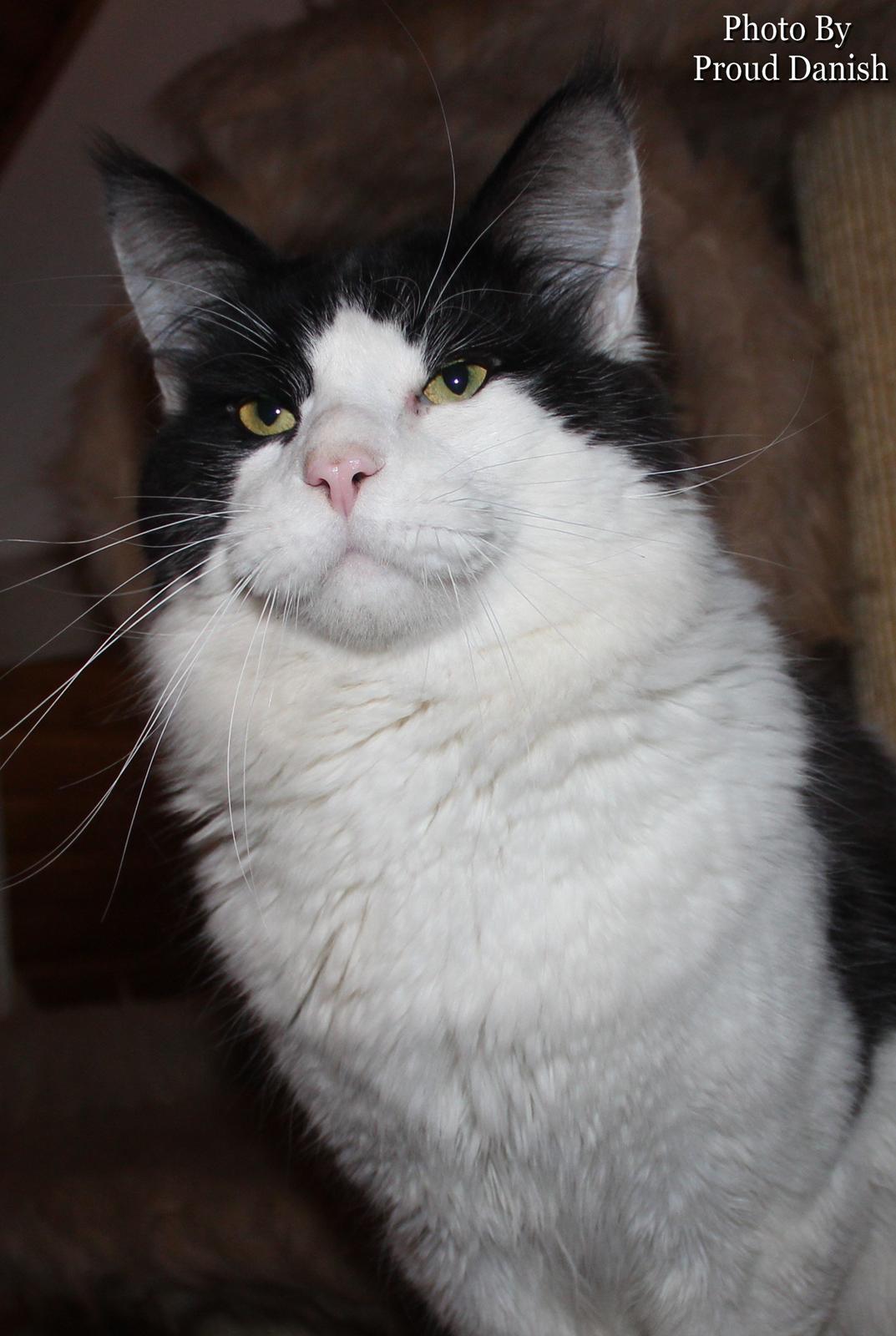 Maine Coon DK Proud Danish Sir Henry Morgan PP billede 17