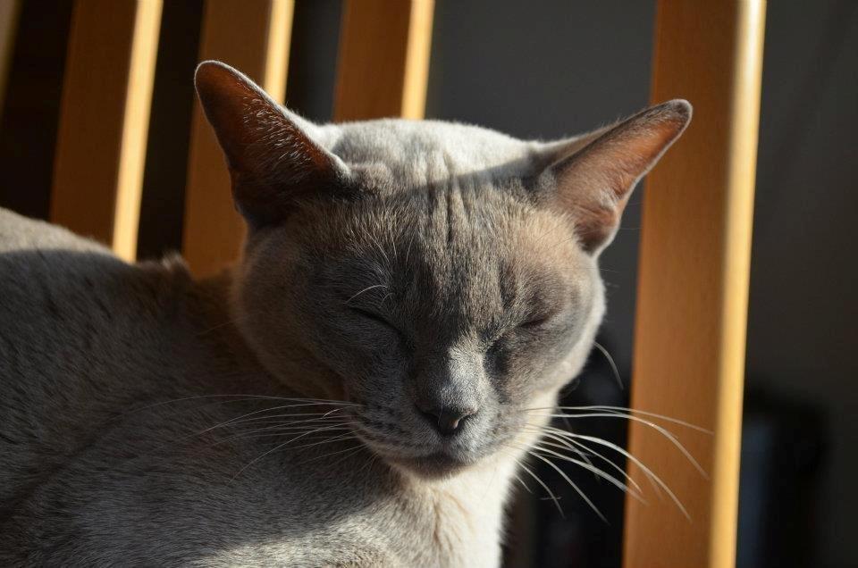 Burmeser Mea Culpa's Galliano Hot Shot billede 1