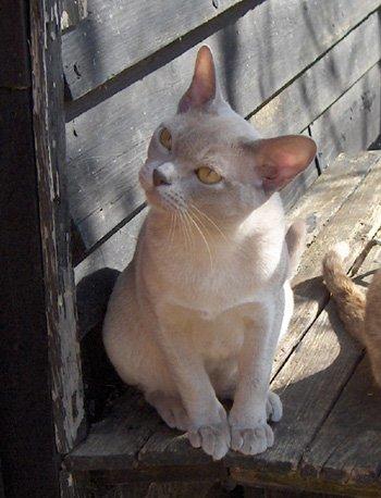 Burmeser Mea Culpa's Galliano Hot Shot - Tidl. ejers billede! billede 2