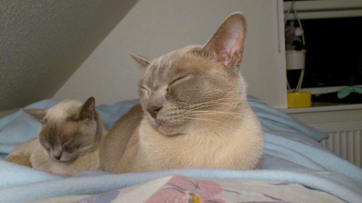 Burmeser Mea Culpa's Galliano Hot Shot - Natnat! billede 3