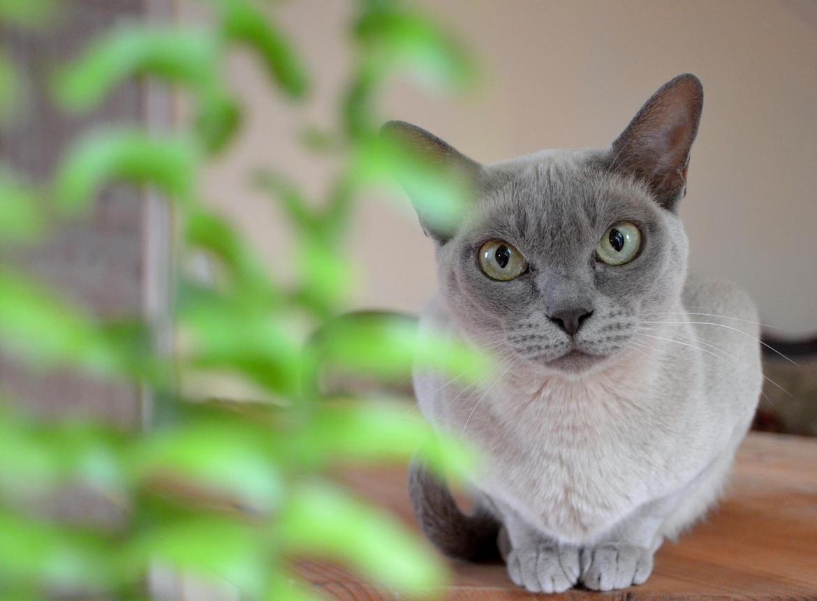 Burmeser Mea Culpa's Galliano Hot Shot billede 4