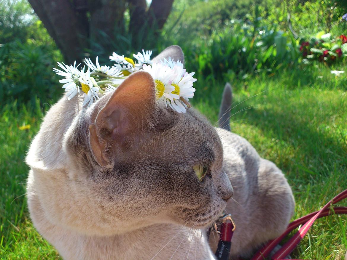 Burmeser Mea Culpa's Galliano Hot Shot billede 5