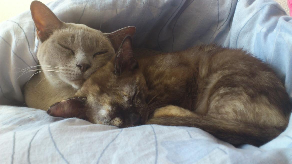 Burmeser Mea Culpa's Galliano Hot Shot - Putte-hygge med Athene! billede 6