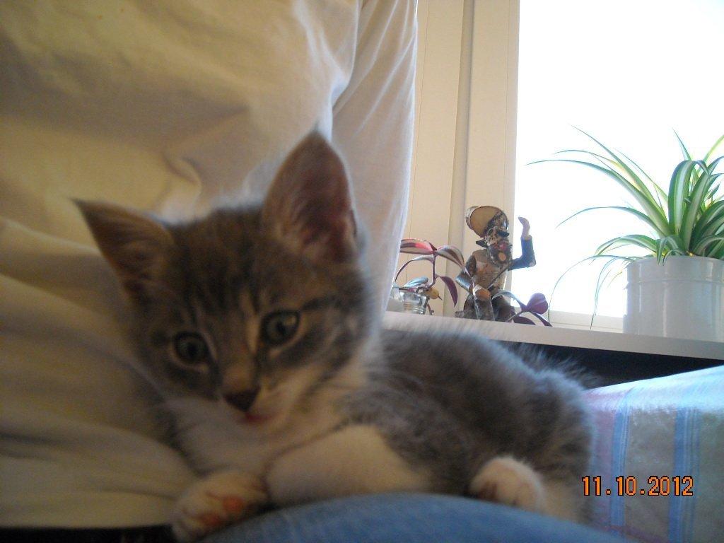 Huskat Bobby - Her er der dejligt at ligge :-) billede 7