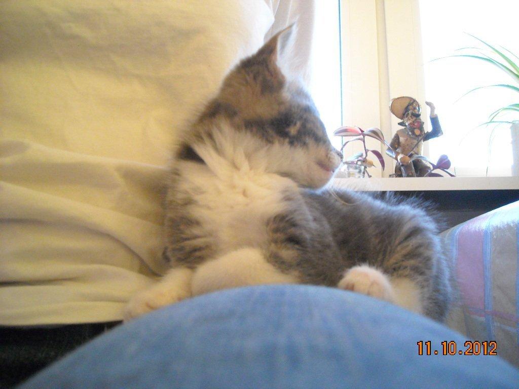 Huskat Bobby - HOV!.. Jeg hørte noget derovre.. billede 10