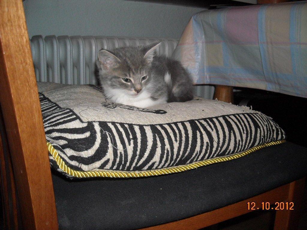 Huskat Bobby - ØV!.. jeg troede jeg kunne gemme mig under bordet, men de fandt mig alligevel.. billede 4