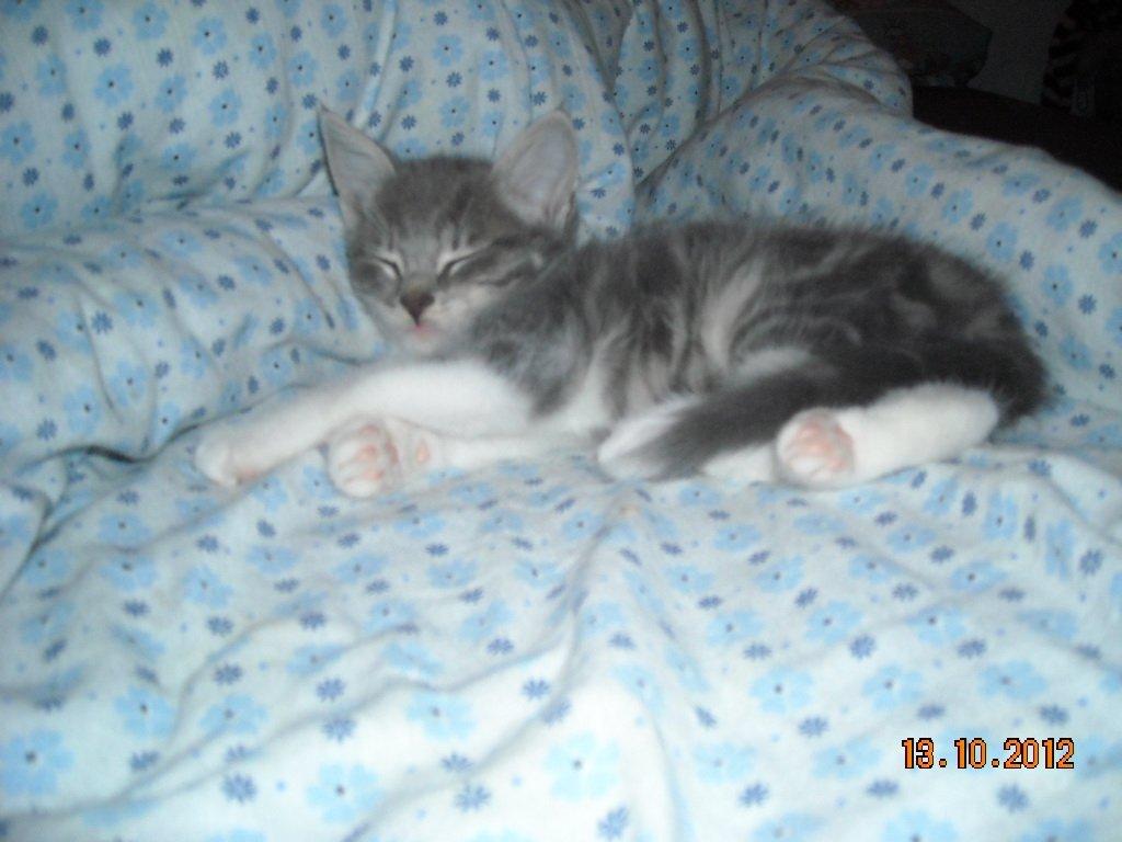 Huskat Bobby - Lad mig nu sove, jeg er så træt.. billede 6