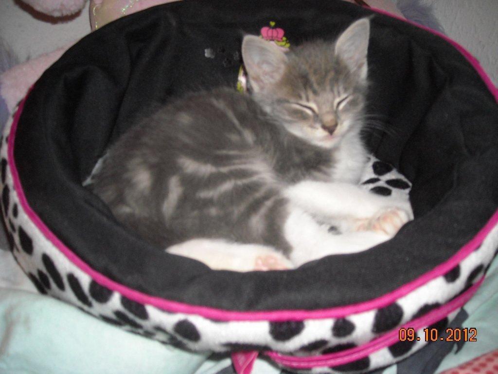 Huskat Bobby - Så skal der slappes af.. billede 5