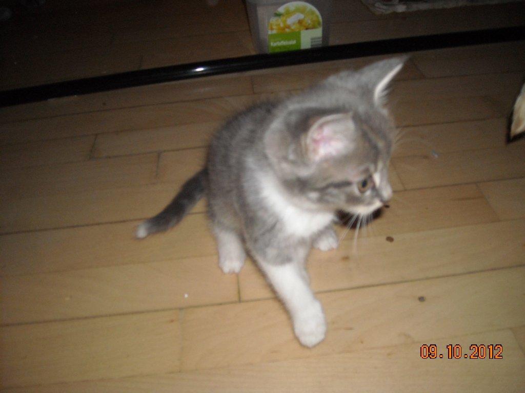 Huskat Bobby - Halloooo... er der nogen der vil lege, jeg keder mig.. billede 8