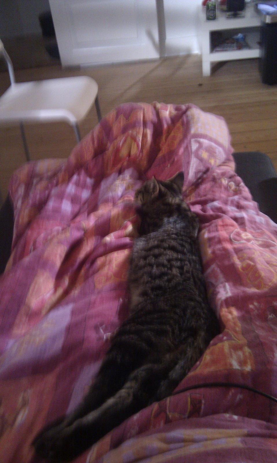 Huskat /Maine coon - Mille <3 billede 10