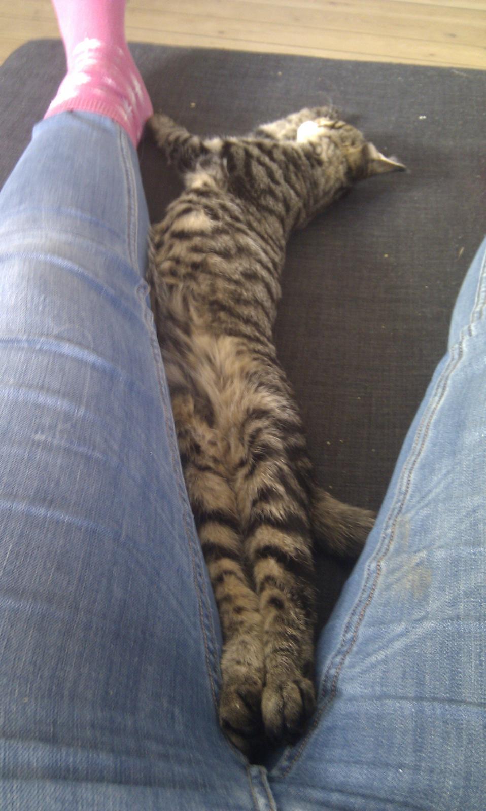 Huskat /Maine coon - Mille <3 billede 11