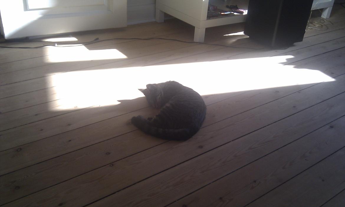 Huskat /Maine coon - Mille <3 billede 12