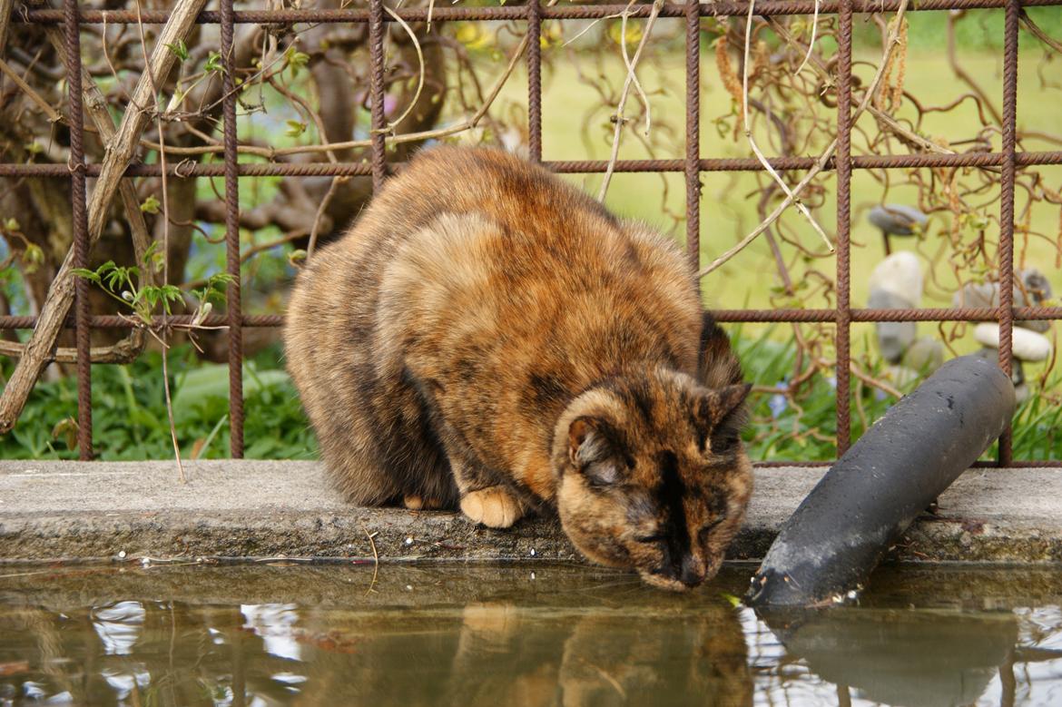 Huskat Kira billede 1