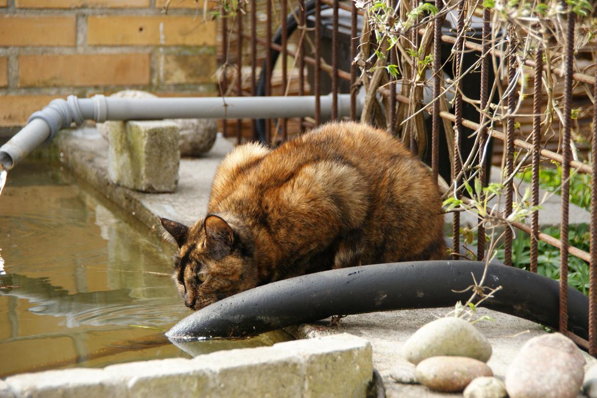 Huskat Kira billede 12