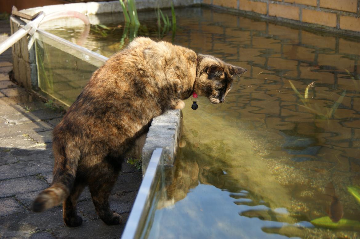 Huskat Kira billede 13