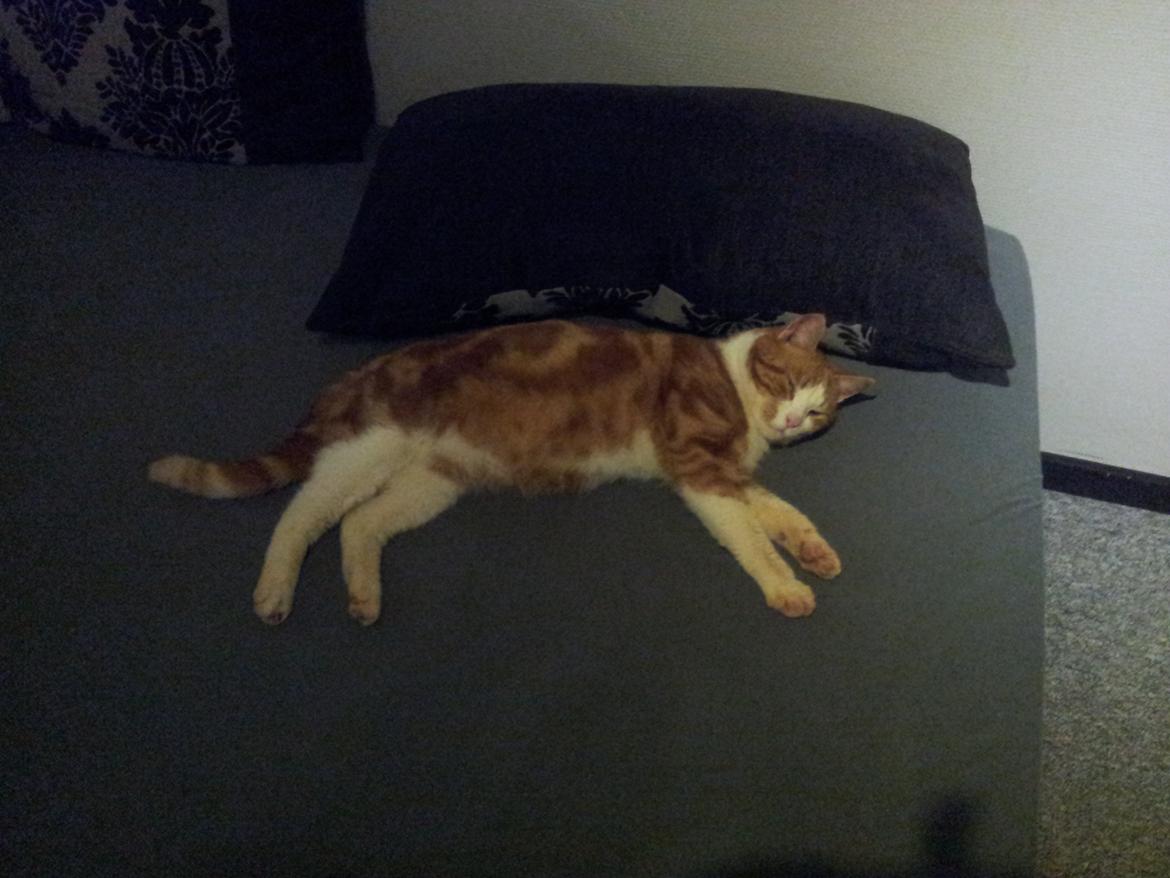 Huskat Garfield - R.I.P billede 1