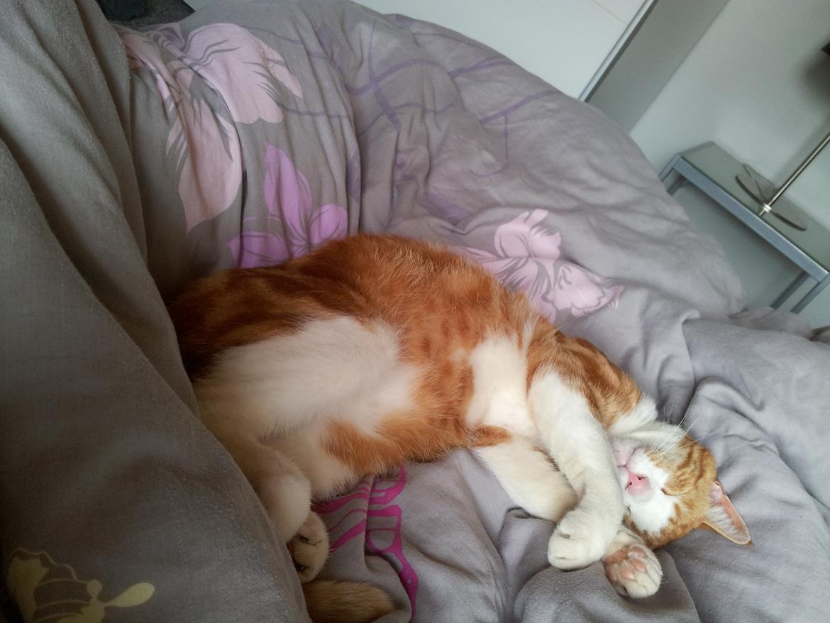 Huskat Garfield - R.I.P billede 2