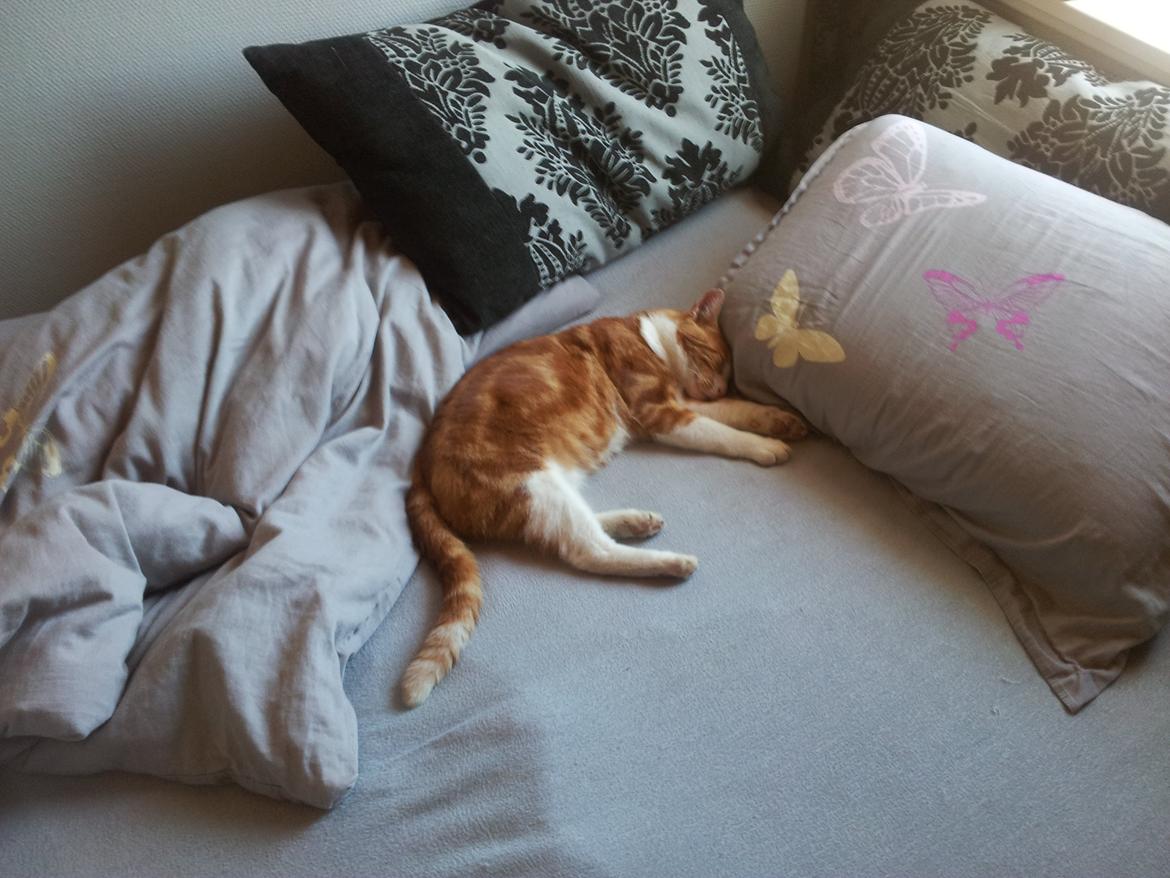 Huskat Garfield - R.I.P billede 3