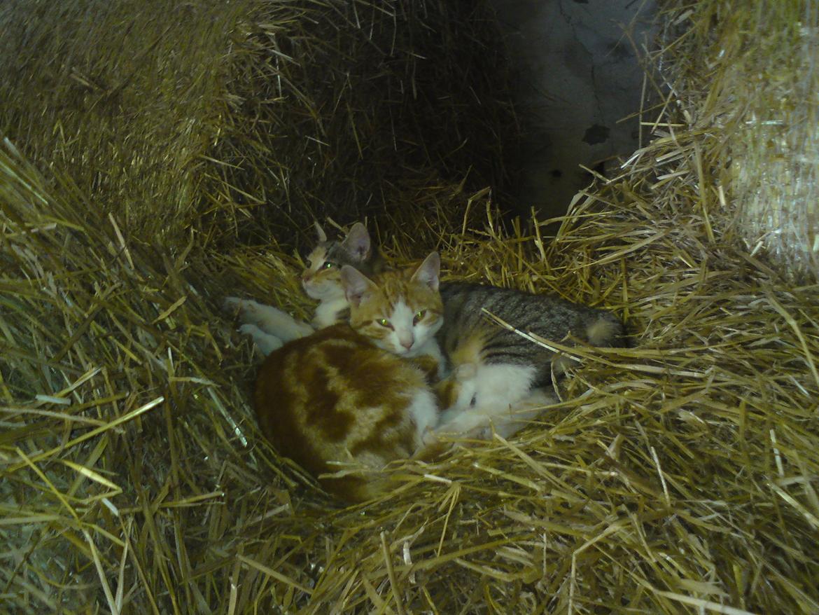 Huskat Garfield - R.I.P billede 4