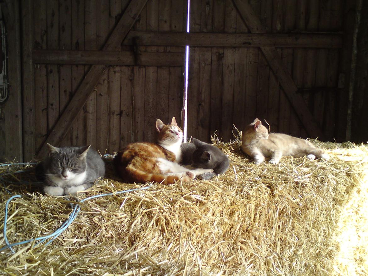 Huskat Garfield - R.I.P billede 5