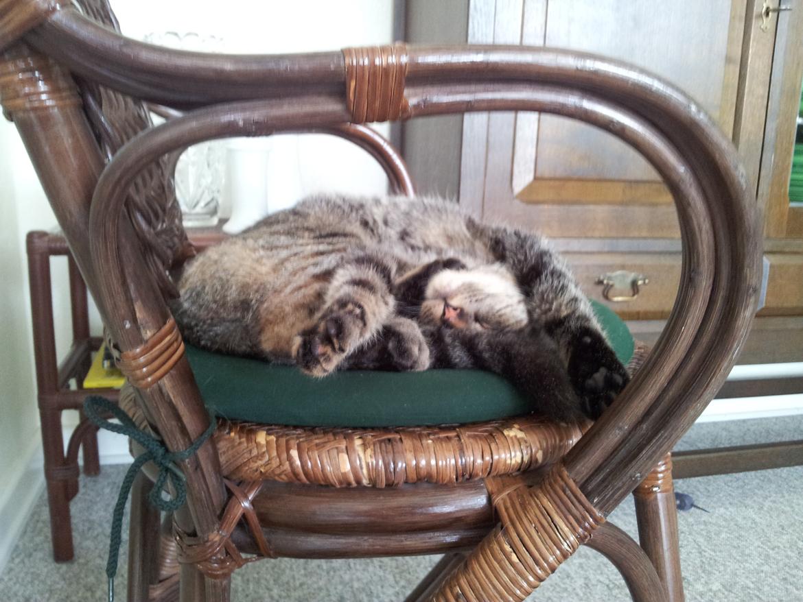 Huskat Devana - Man sover nu bedst i en mærkelig stilling :) billede 8