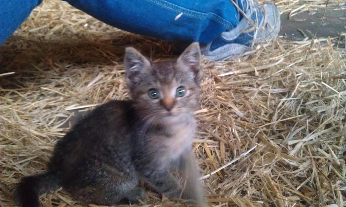 Huskat Devana - Dengang jeg lige havde fundet vej til mit nye hjem billede 9