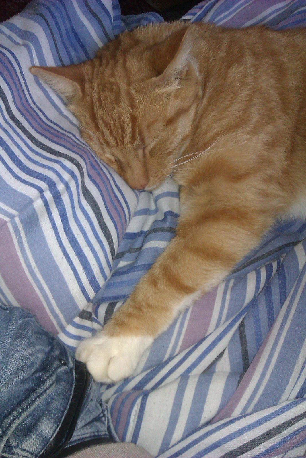 Huskat Pelle billede 1