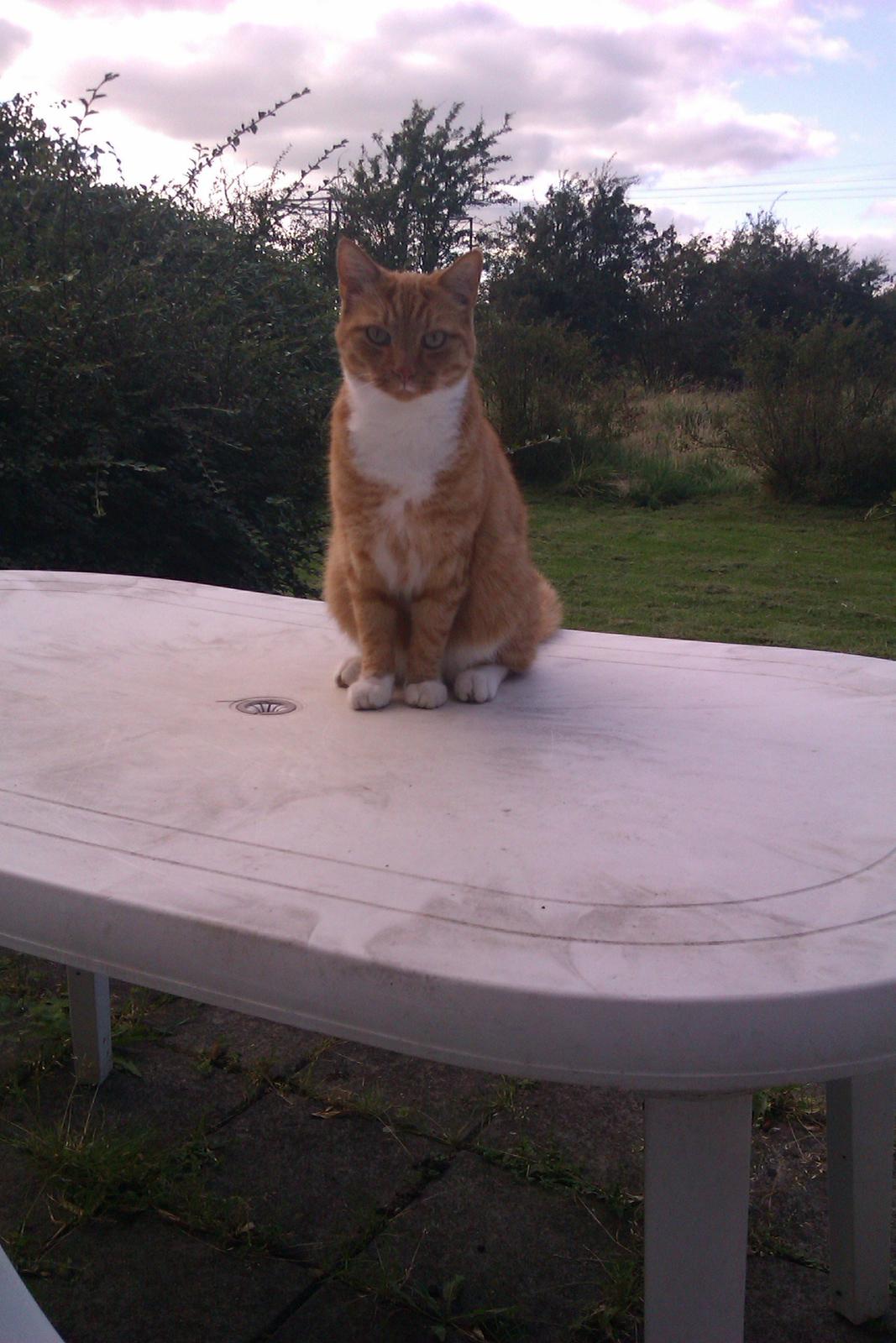 Huskat Pelle billede 2