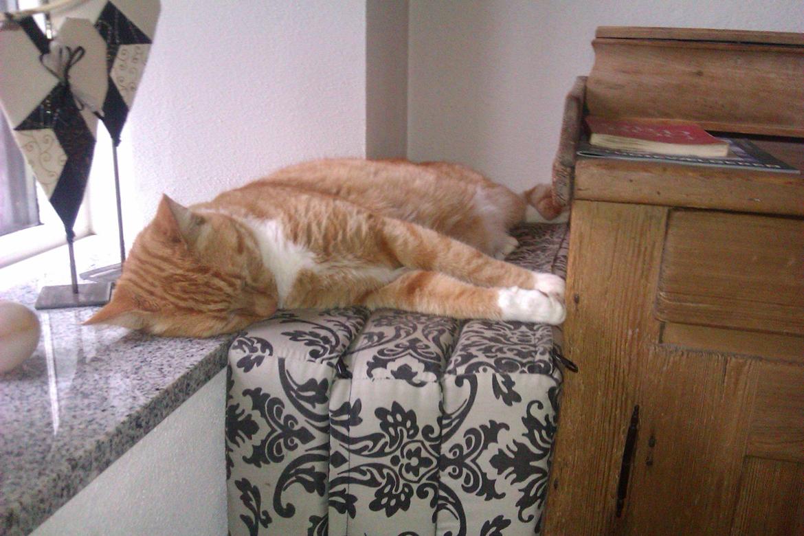 Huskat Pelle billede 3