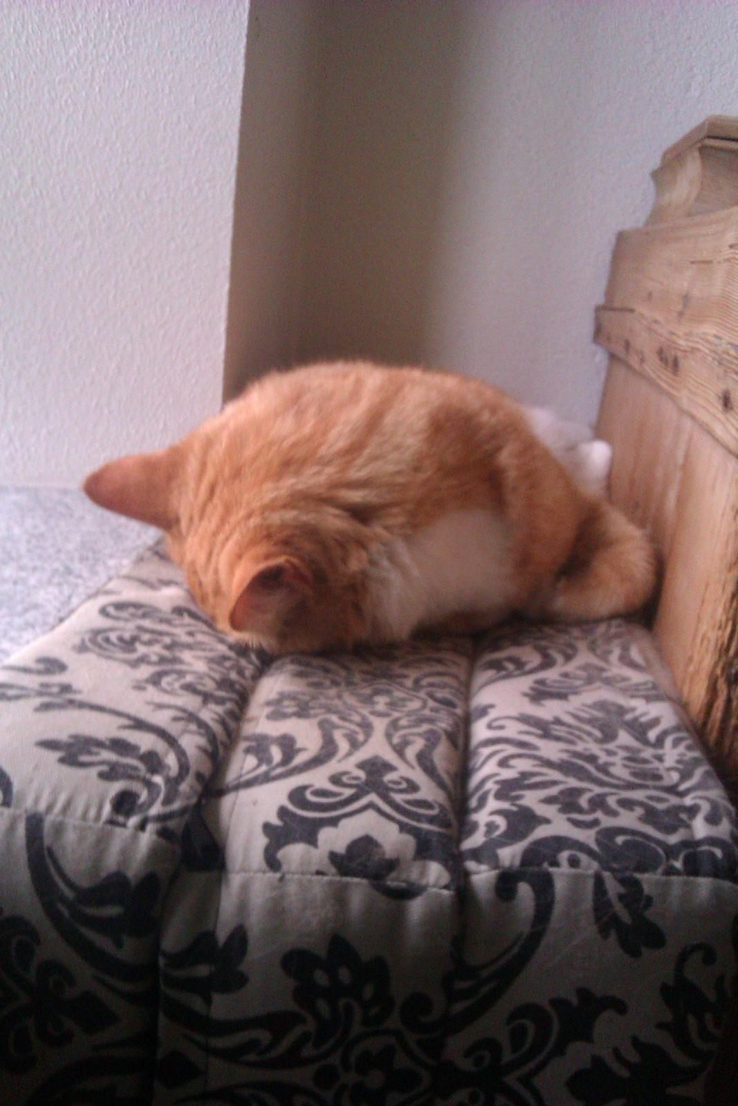 Huskat Pelle billede 4