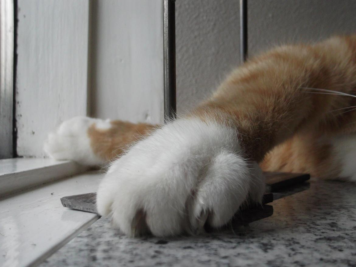 Huskat Pelle billede 5