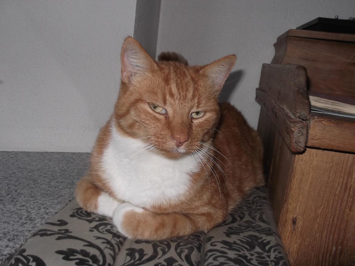 Huskat Pelle billede 6