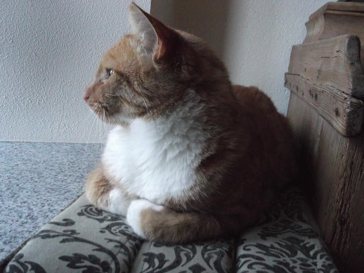 Huskat Pelle billede 7