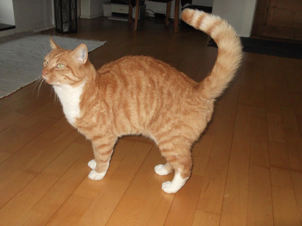 Huskat Pelle billede 8