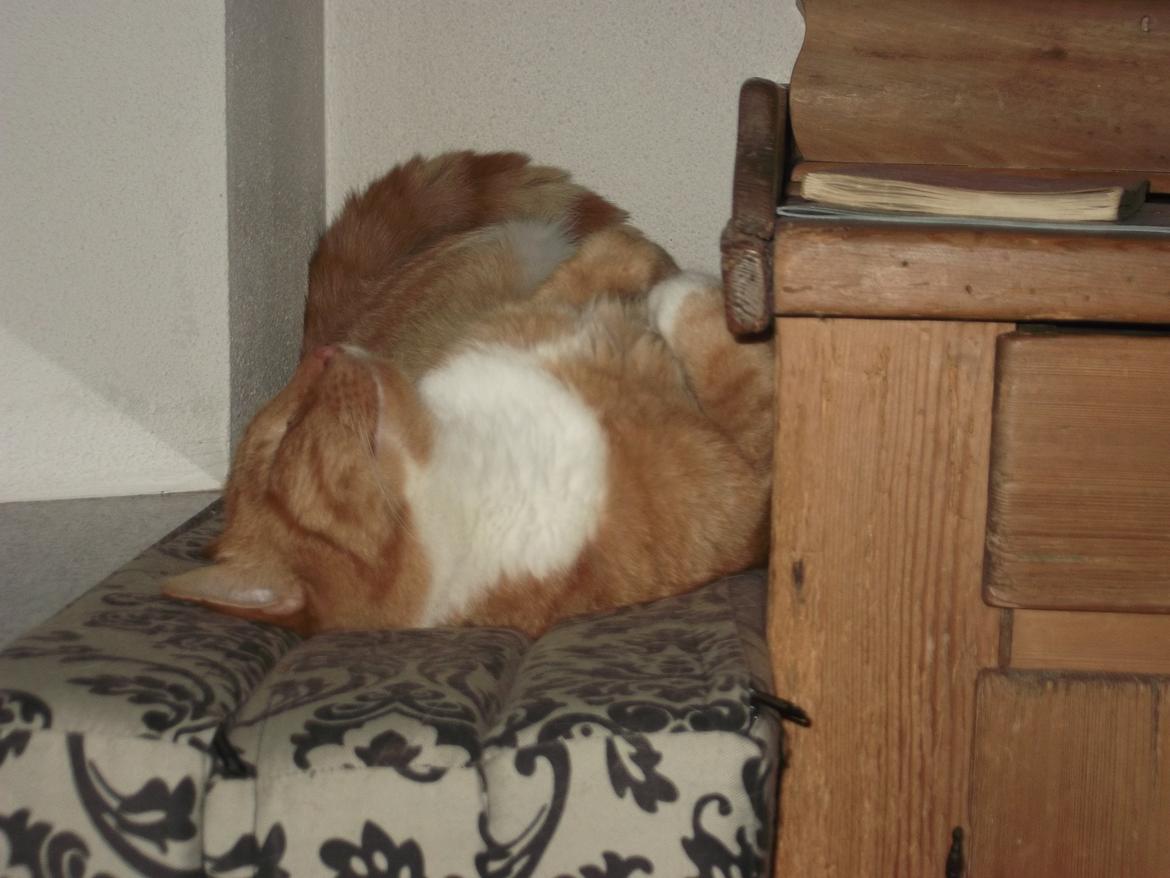 Huskat Pelle billede 9