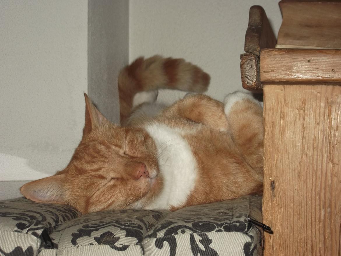 Huskat Pelle billede 10