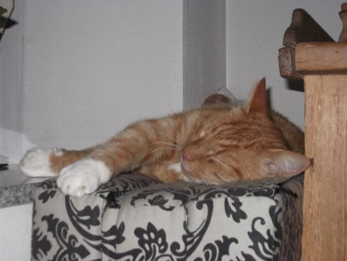 Huskat Pelle billede 11